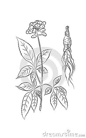 Ginseng Vector Illustration