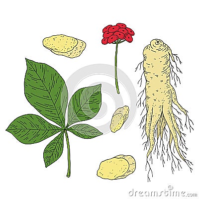 Ginseng set. Panax. Root, berries, leaves, whole plant. Chinese medicine herb. Hand drawn vector Vector Illustration