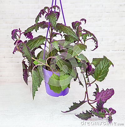 A Ginura plant with falling curly purple leaves from a clay pot on a white wall background. Flora home indoor plants Stock Photo