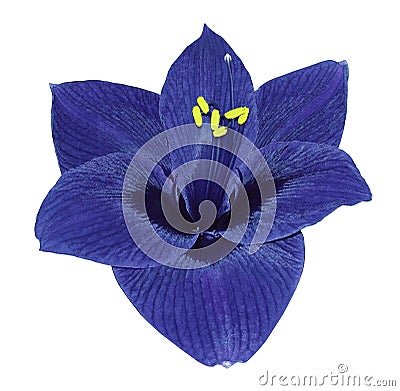 Gippeastrum blue flower white isolated background with clipping path. Closeup no shadows. Stock Photo
