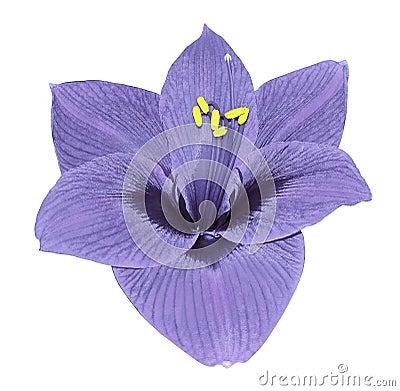 Gippeastrum light violet flower white isolated background with clipping path. Closeup no shadows. Stock Photo