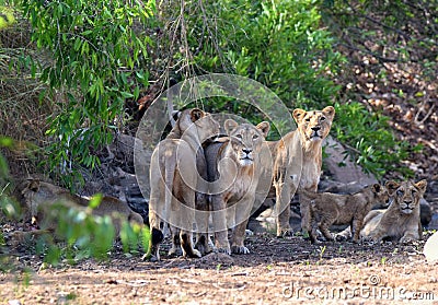 Gir lions Stock Photo