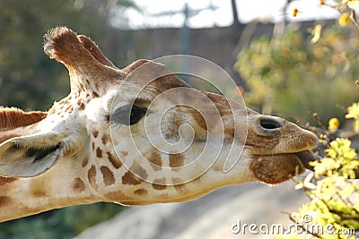 Girafe Stock Photo