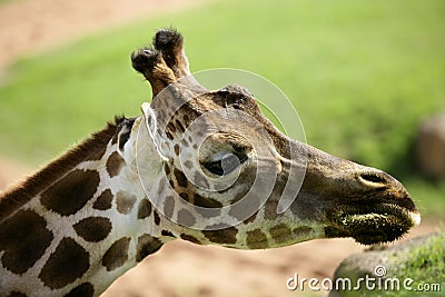 Girafe from Africa, detail of head Stock Photo