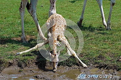 Giraff Drinks Stock Photo