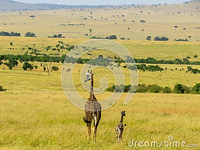 Giraff family Stock Photo