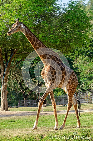 Giraff full body on ground in zoo Stock Photo