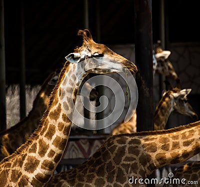 Giraff in the park Stock Photo
