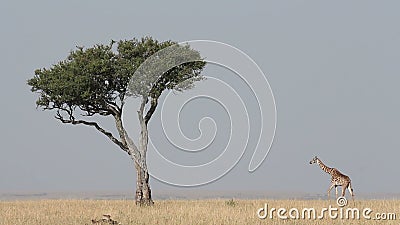 Giraffa masai ed albero Giraffa masai ed albero