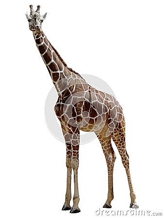 Giraffe Stock Photo