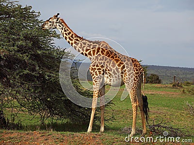 Giraffe Stock Photo