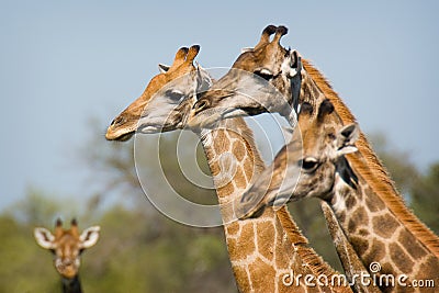 Giraffe Stock Photo