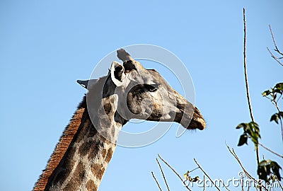 Giraffe Stock Photo