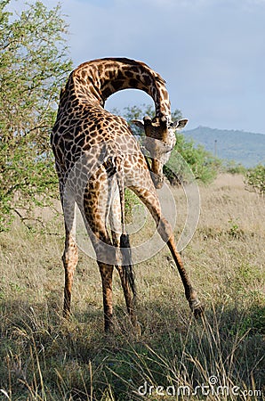 Giraffe Stock Photo