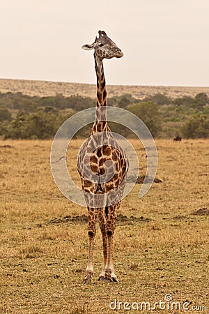 Giraffe Stock Photo