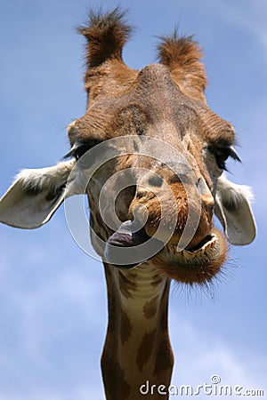 Giraffe Stock Photo