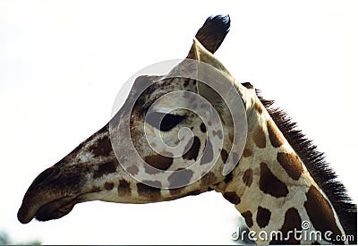 Giraffe Stock Photo