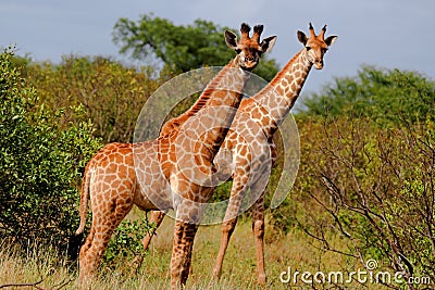 Giraffe Stock Photo