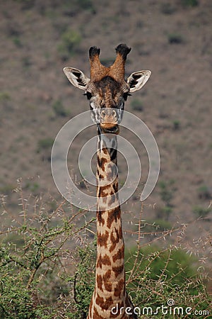 Giraffe Stock Photo