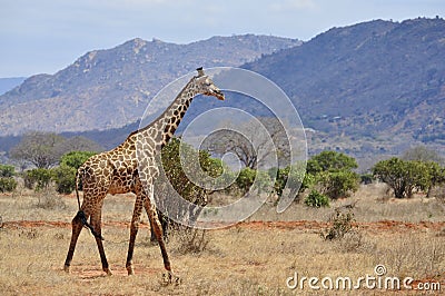 Giraffe in africa