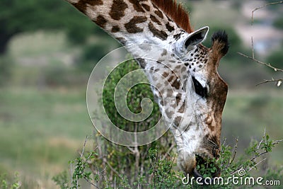 Giraffe - Africa Stock Photo