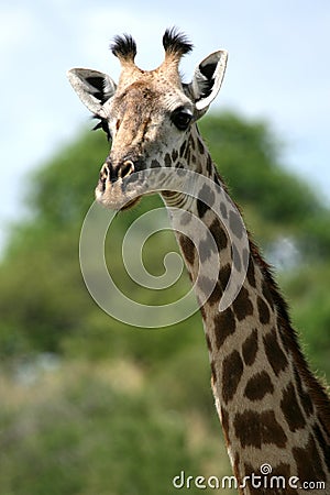 Giraffe - Africa Stock Photo