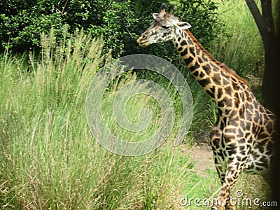 Giraffe Africa disney wild tour Editorial Stock Photo