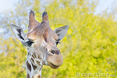 Giraffe, Africa Stock Photo