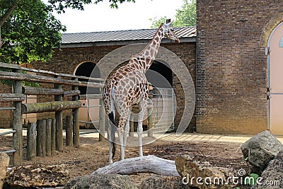 Giraffe, Africa 2018. Summer time. The Animal of Africa Stock Photo