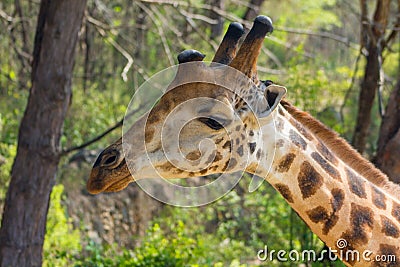 Giraffe in Africa wildlife, jiraffe portrait Stock Photo