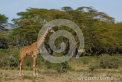 Giraffe in African bush forest Stock Photo
