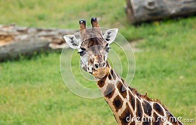Giraffe african mammal Stock Photo