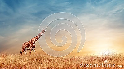 Giraffe in the African savanna against the backdrop of beautiful sunset. Serengeti National Park. Tanzania. Africa. Copy space. Stock Photo