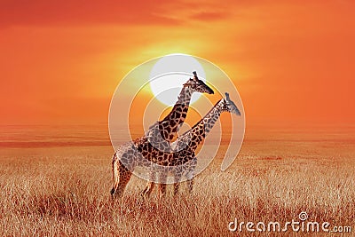 Giraffe in the African savanna against the backdrop of beautiful sunset. Serengeti National Park. Tanzania. Africa. Stock Photo