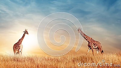 Giraffe in the African savanna at beautiful sunset. Serengeti National Park. Tanzania. Africa. Stock Photo