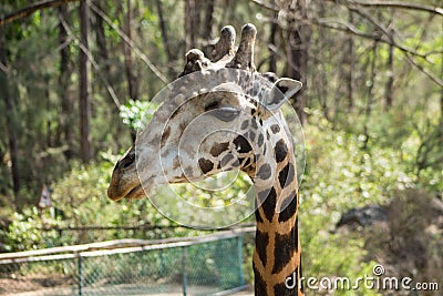 Giraffe in a zoo Stock Photo