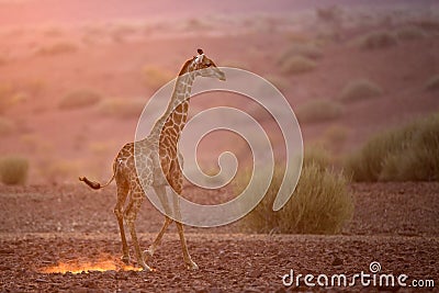 Giraffe in afternoon light Stock Photo