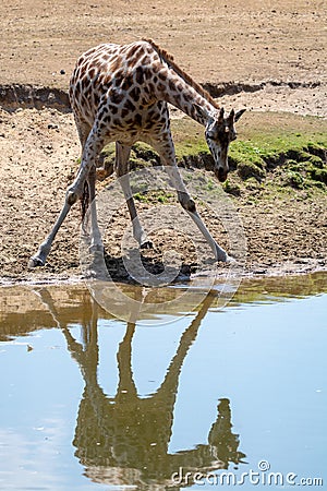 Giraffe animal drinking water from river in safari park with ref Stock Photo