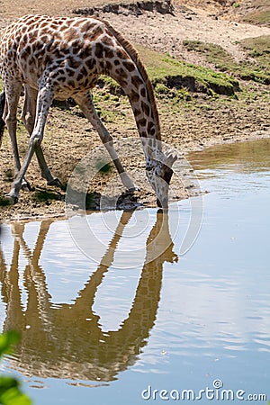 Giraffe animal drinking water from river in safari park with ref Stock Photo