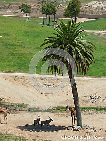 Giraffe, antelope hiding under a palm tree in San Diego Zoo Safari Park Editorial Stock Photo