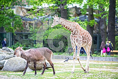 Giraffe and antelope in a zoo, Berlin Editorial Stock Photo