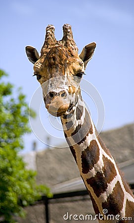 Giraffe artiodactyl mammal Africa ergot lofty Stock Photo