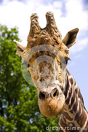 Giraffe artiodactyl mammal Africa herbivorous animal Stock Photo