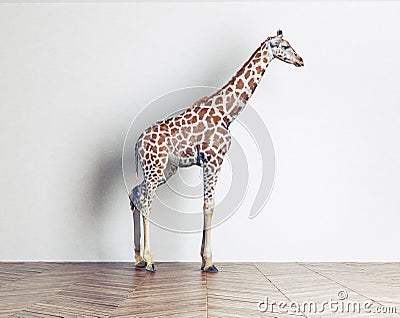 The giraffe baby Stock Photo