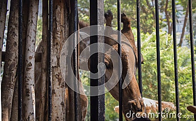 A giraffe being fed in a cage at the zoo Stock Photo