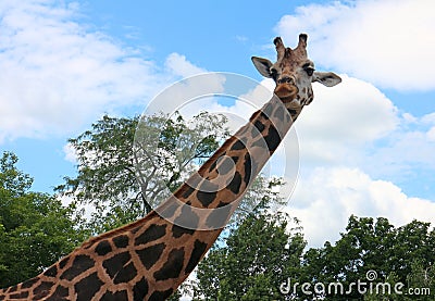 Giraffe Stock Photo