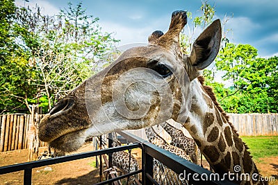 Giraffe at Bonanza Exotic Zoo in Thailand Stock Photo