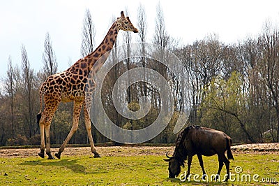 GIRAFFE and BUFFALO Stock Photo