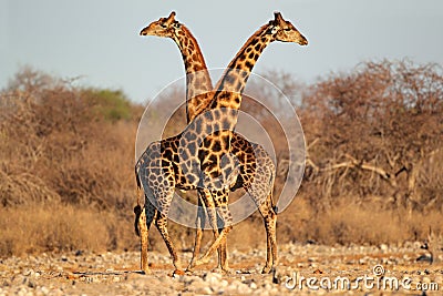 Giraffe bulls Stock Photo