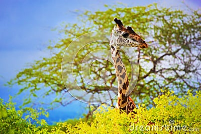 Giraffe in bush. Safari in Tsavo West, Kenya, Africa Stock Photo